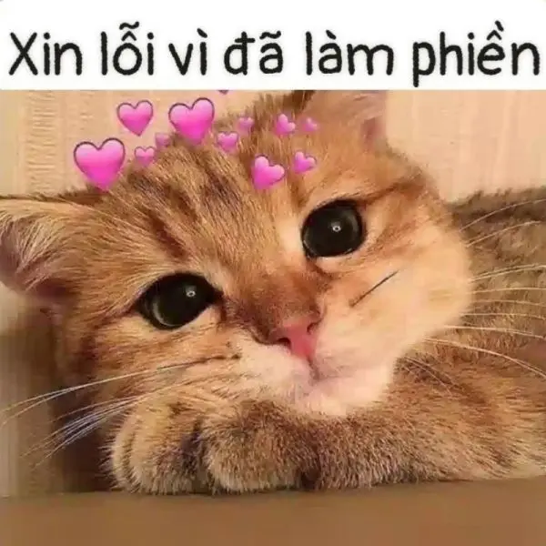 Meme dễ thương dễ thương là một cách tuyệt vời để xua tan căng thẳng