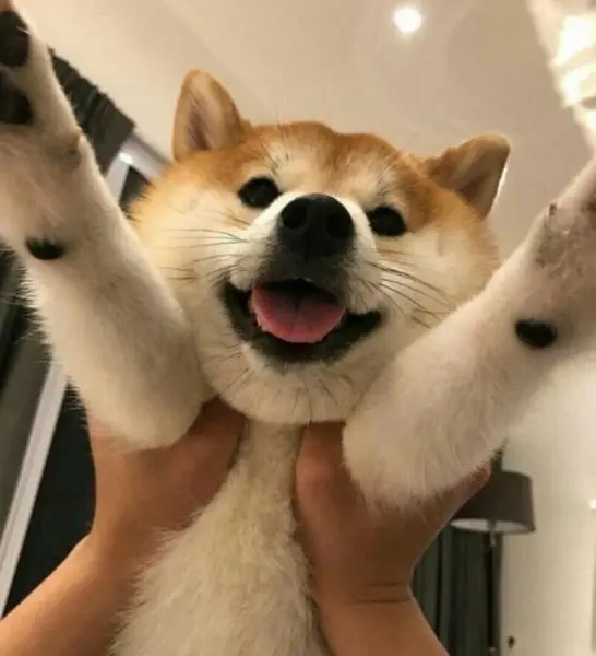 Shiba con chó dễ thương meme làm cho ngày của bạn tươi sáng