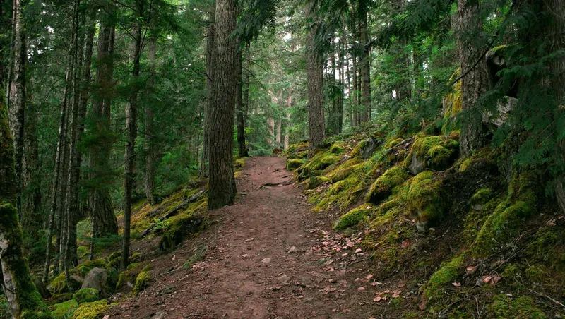 Kim Leaf Forest là điểm đến hoàn hảo để khám phá vẻ đẹp tự nhiên.