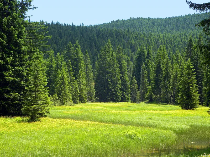 Kim Leaf Forest - Một biểu tượng của cuộc sống bền bỉ và bền bỉ.