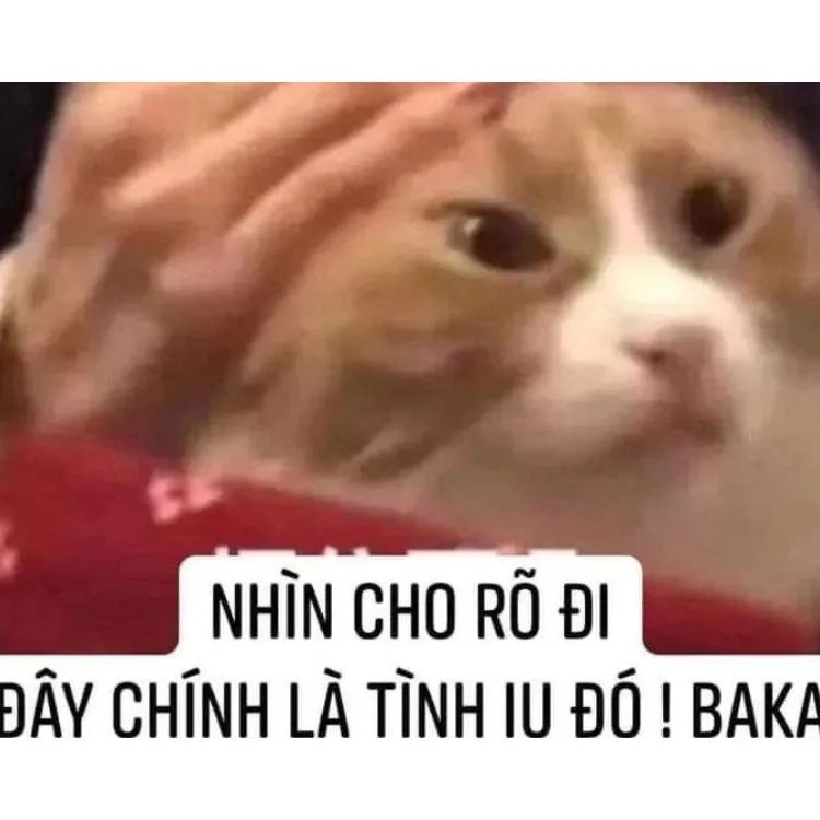 Tình yêu meme với những câu nói hài hước