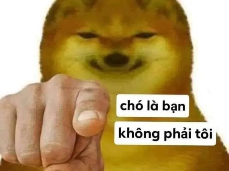 Meme cho con chó thấy rằng bạn không phải là tôi