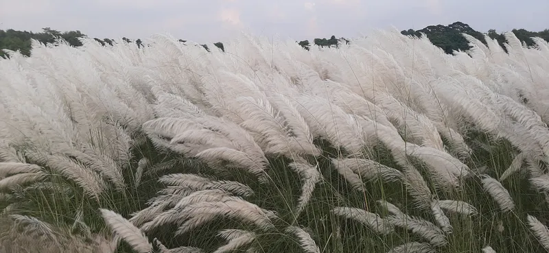 Cỏ hoa nhẹ nhàng lắc lư trong gió