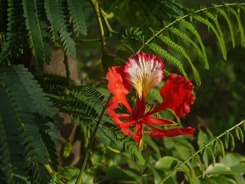 Hình ảnh hoa Phoenix màu đỏ tươi