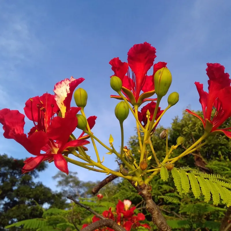 Màu đỏ của hoa phượng hoàng