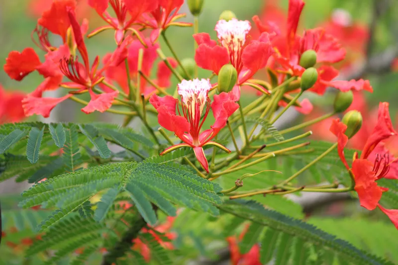 Hoa Phoenix đỏ