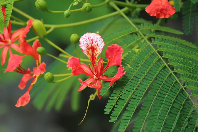 Hoa phượng hoàng nở trên cây