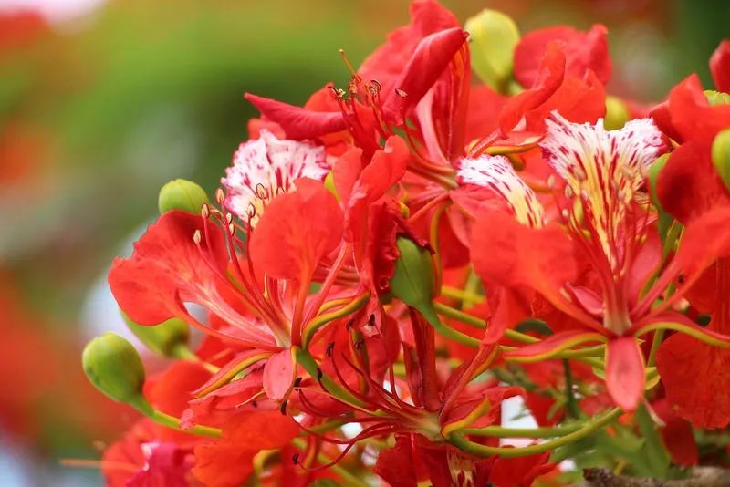 Ảnh của Red Phoenix Flowers