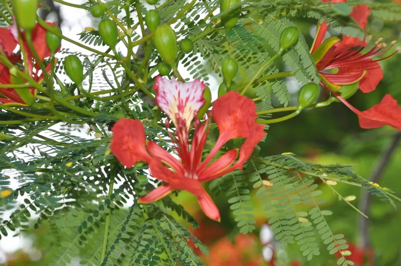 Hoa phượng hoàng đang lung linh