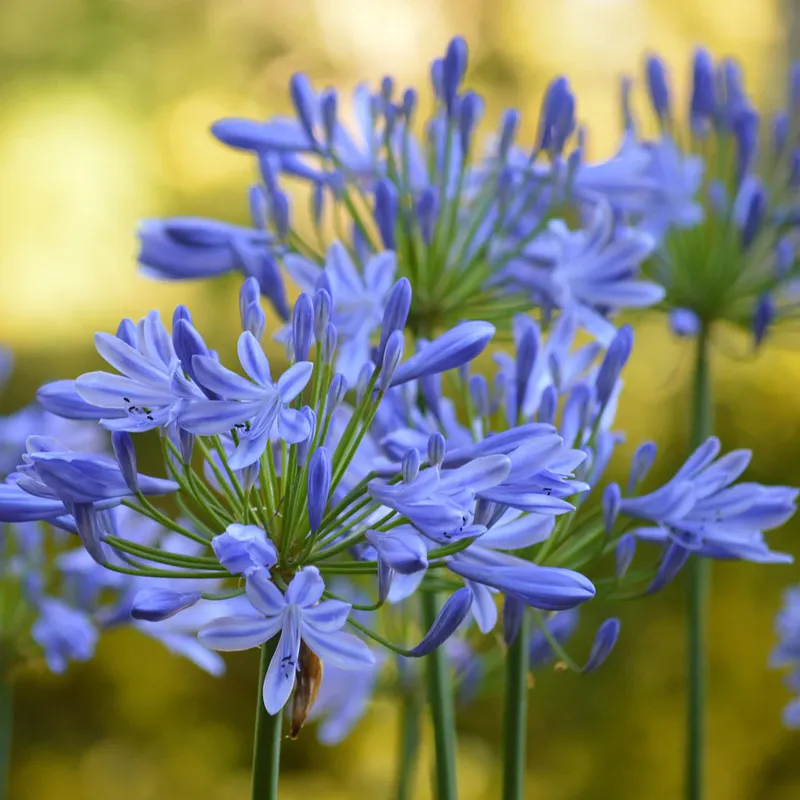 Flower Thanh Anh tạo ra một mùi hương ngọt ngào