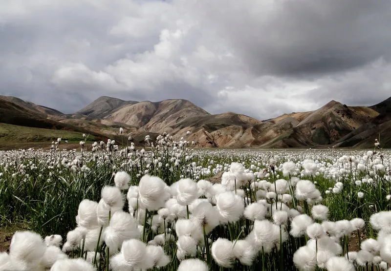 Bước vào giữa khung cảnh Cotton Cotton xinh đẹp.