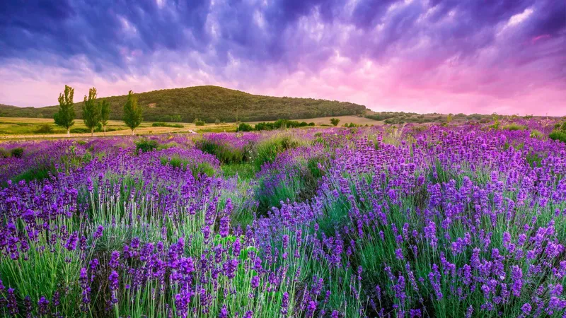 Phong cảnh của Lavender Field, nơi những bông hoa màu tím lãng mạn hòa quyện với hương thơm ngọt ngào.