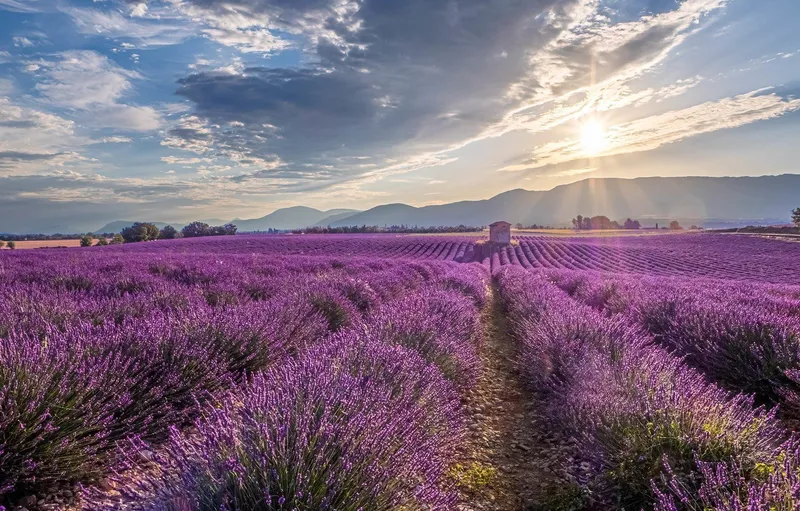 Lavender Field kéo dài vô tận, mang lại sự thư giãn tuyệt đối.