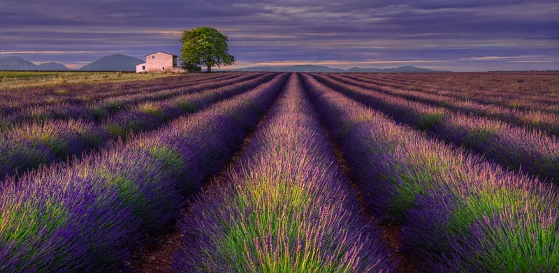 Lavender Field, một bức tranh tự nhiên ngọt ngào và lãng mạn.