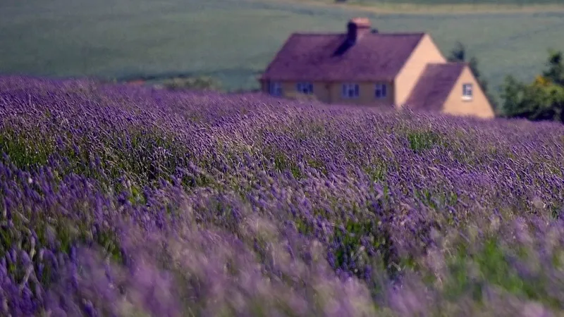 Dừng lại trong khung cảnh của Lavender Field, hãy tận hưởng vẻ đẹp dịu dàng của thiên nhiên.