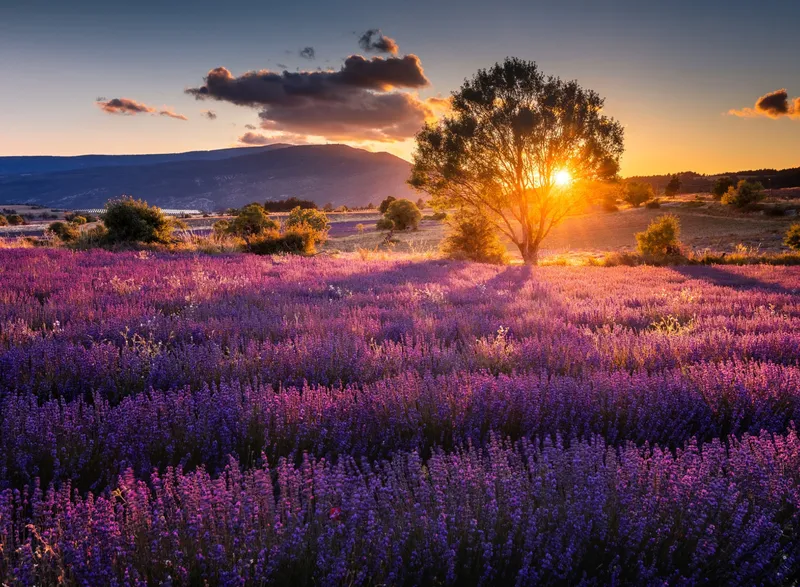 Phong cảnh của Lavender Field, tạo ra một bức tranh sống động cho mọi nhiếp ảnh gia.