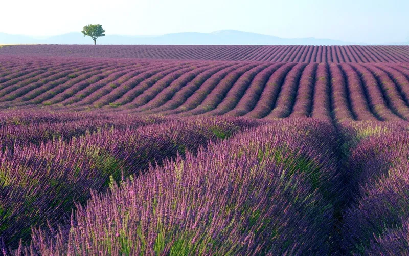 Khám phá vẻ đẹp quyến rũ của khung cảnh của những cánh đồng hoa oải hương tại Provence.