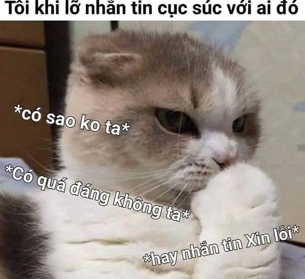 Xin lỗi con mèo mặt trong meme đáng yêu