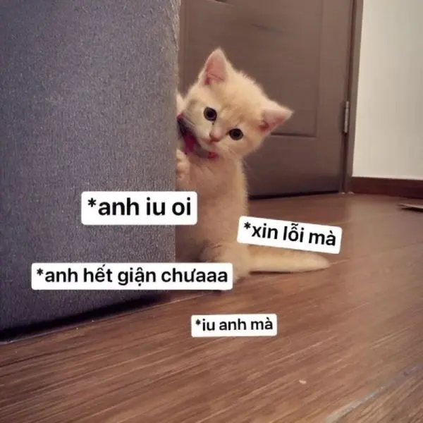 Meme xin lỗi vì khuôn mặt vui nhộn