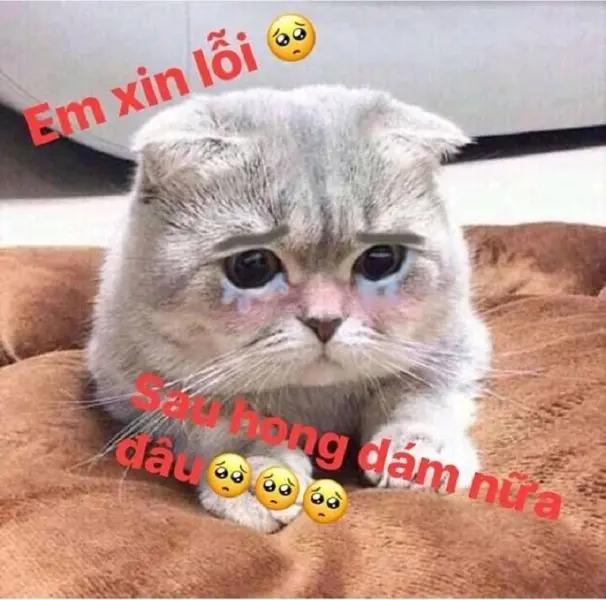 Bộ meme con mèo vui nhộn