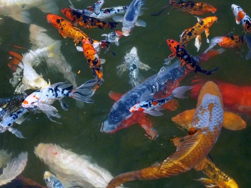 Koi Fish mang lại sự cân bằng và thịnh vượng cho không gian của bạn