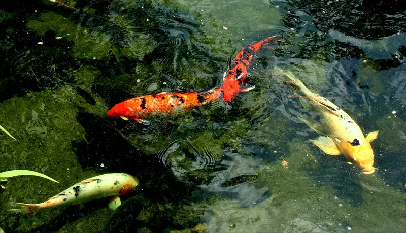 Phong cảnh độc đáo từ Clear Lake và Bơi lội Koi