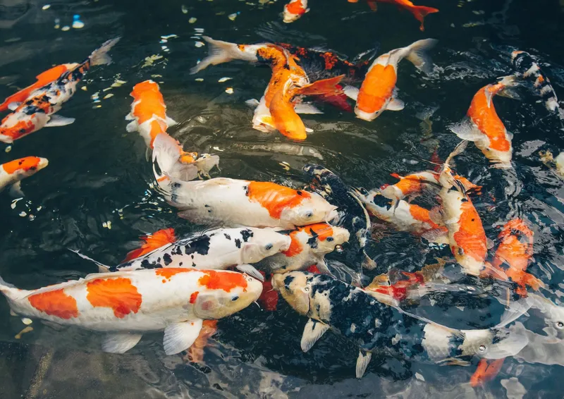 Koi và Lake Fish, sự kết hợp hoàn hảo cho hình nền thư giãn