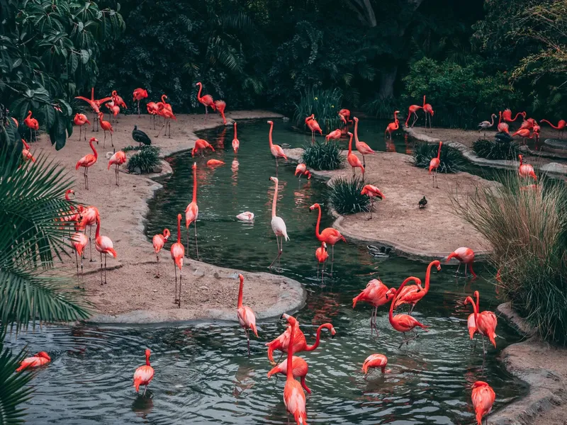 Cặp đôi Pink Crane cùng nhau trên bầu trời đầy sao