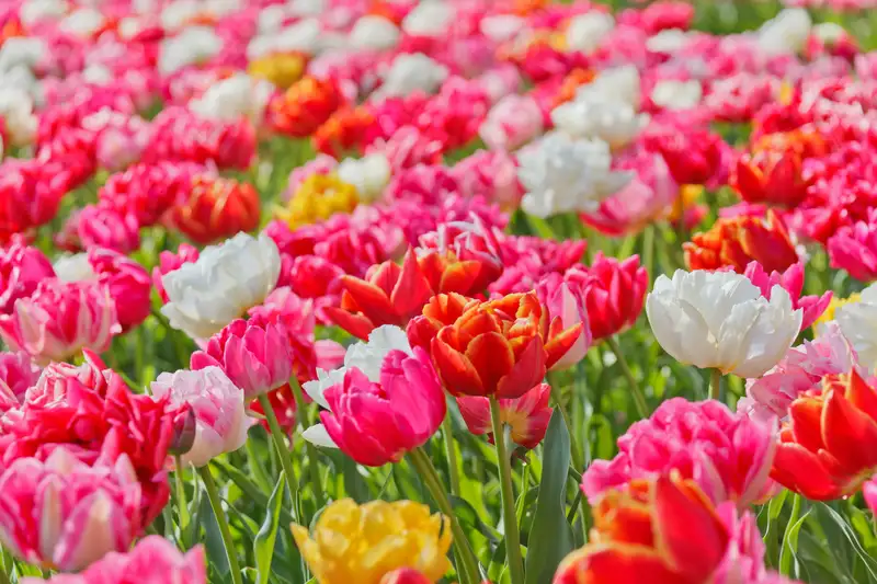 Tulip Beauty mang lại sự nhẹ nhàng và tinh tế