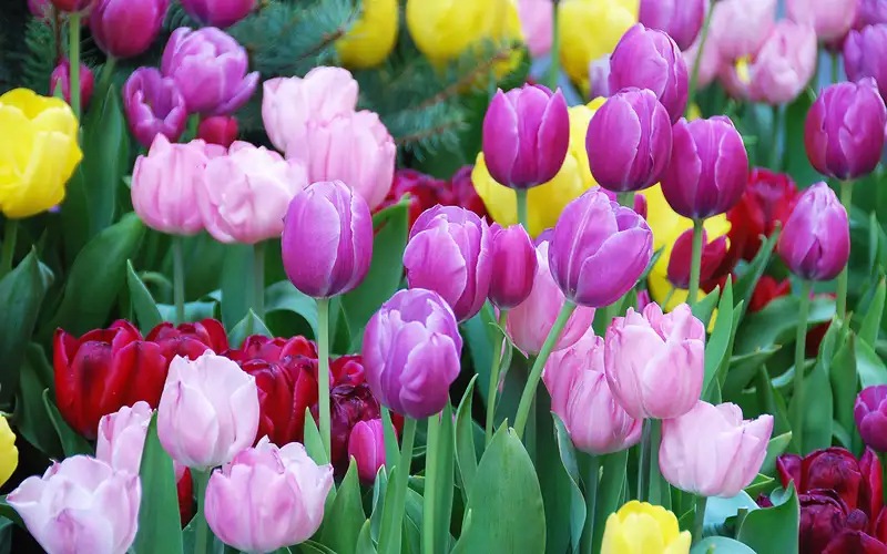 Khám phá vẻ đẹp của hoa tulip và ý nghĩa trong cuộc sống