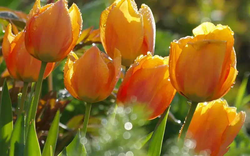 Trang trí không gian với hoa tulip đầy màu sắc