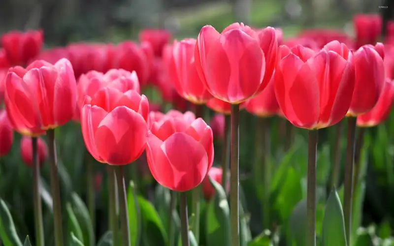 Thư giãn với hoa tulip đầy màu sắc ở nhà