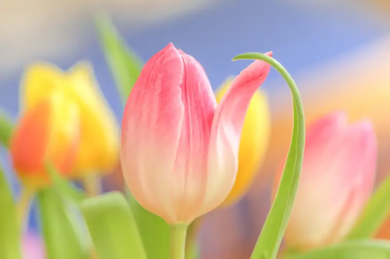 Hoa tulip mang lại sự tươi mới, phù hợp cho tất cả các không gian