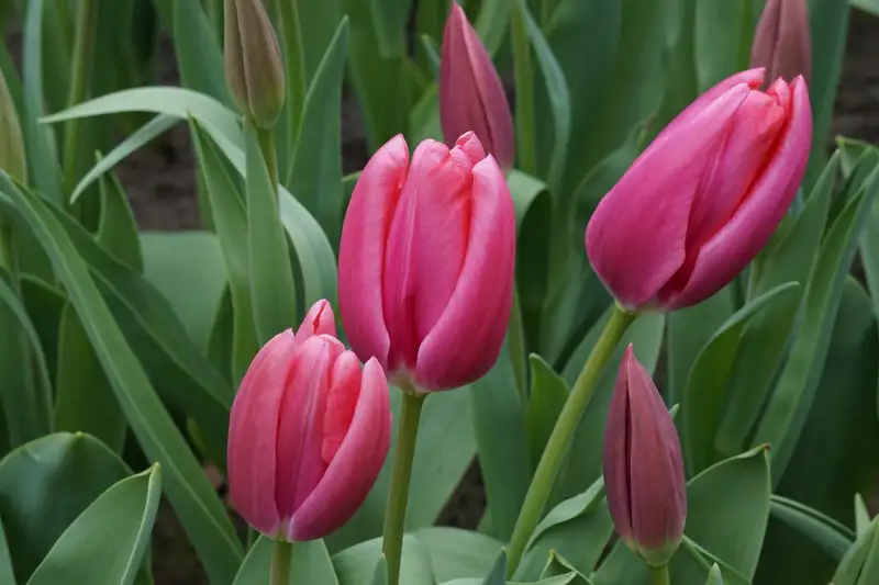 Hoa tulip rực rỡ, biểu tượng mùa xuân và niềm vui