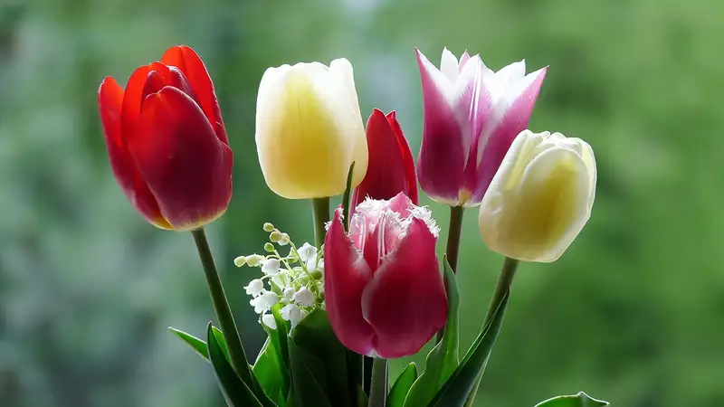 Hoa tulip đẹp, sự lựa chọn hoàn hảo để trang trí phòng