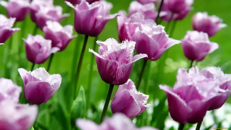 Ngưỡng mộ hoa tulip đẹp với màu sắc tươi sáng