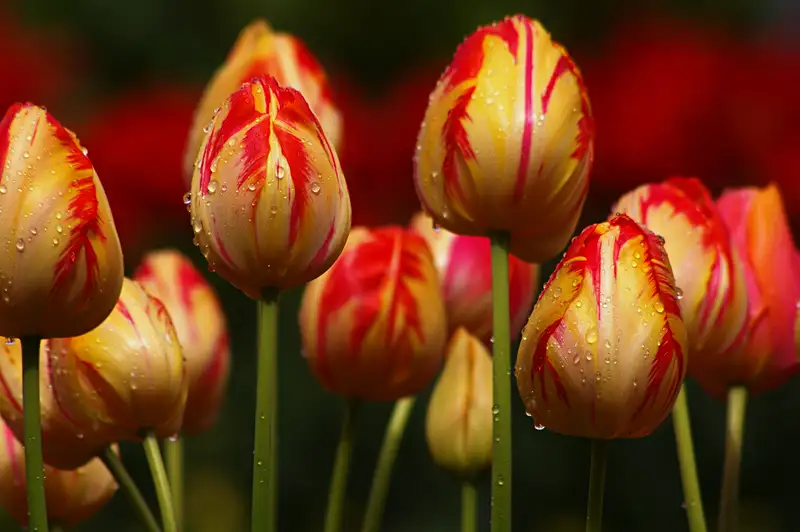 Hoa tulip đẹp làm cho không gian sống trở nên tinh tế hơn