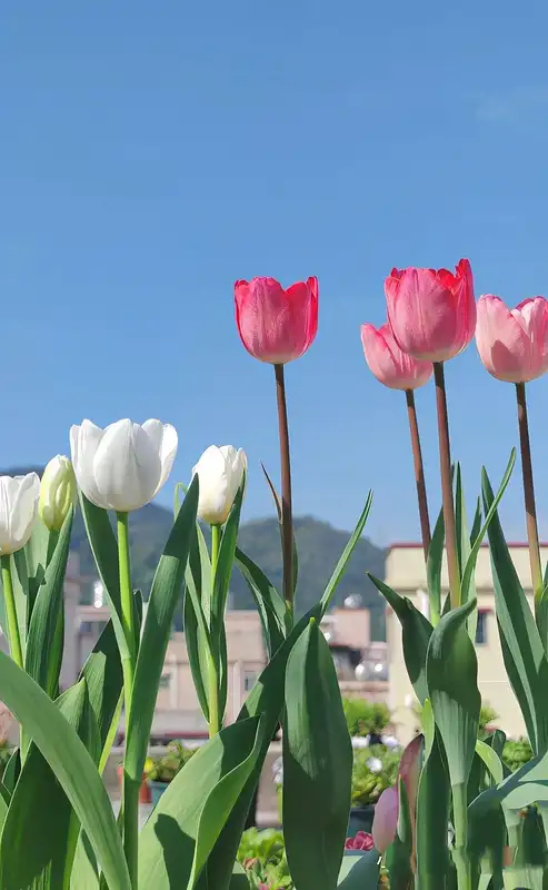 Không gian của bạn sẽ nổi bật với hoa tulip tuyệt đẹp