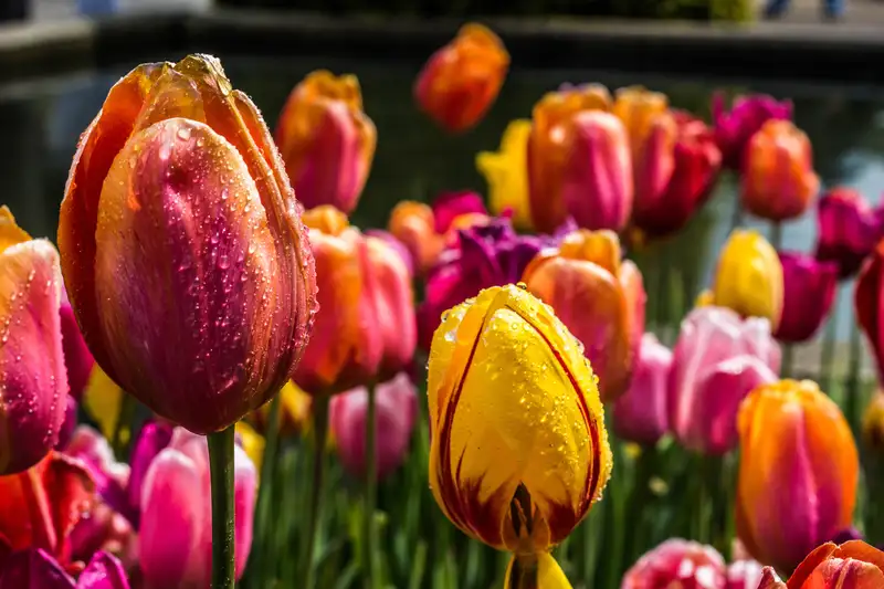 Hoa tulip đẹp với màu sắc nhẹ nhàng, tạo ra một không gian thư giãn