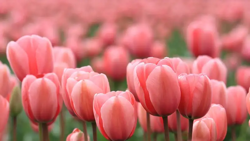 Hoa tulip trang trí phòng khách với màu sắc nổi bật