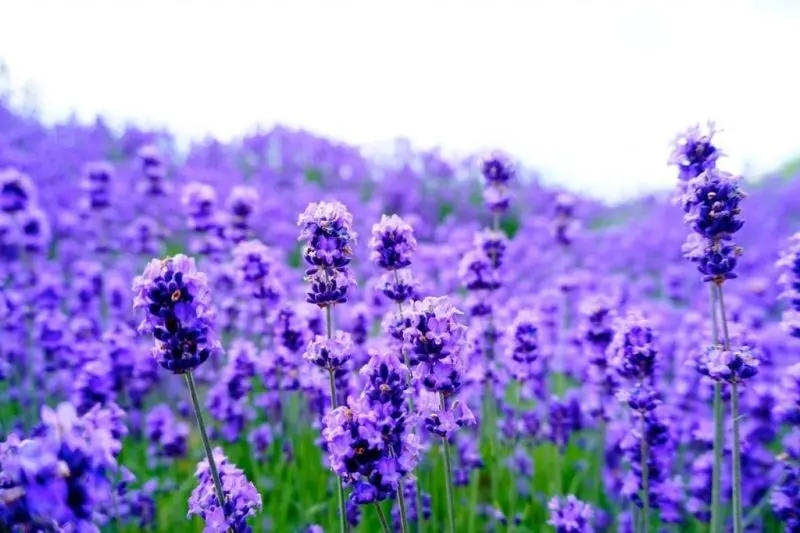 The landscape of flowers and grass is as beautiful as a perfect picture.