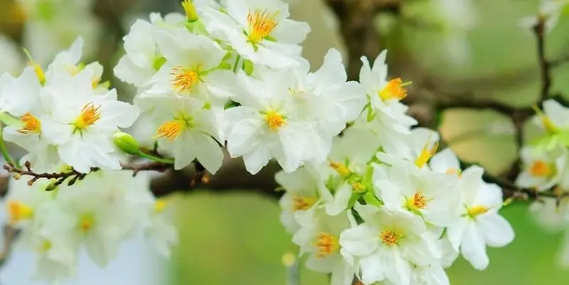 Beautiful flowers and flowers bring a relaxing and peaceful feeling.