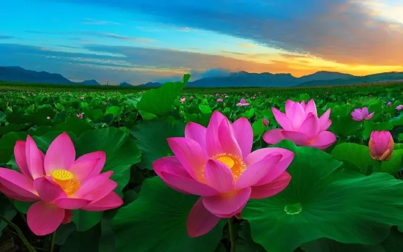 The beautiful flower scenery among the mountains and the ideal space to relax.