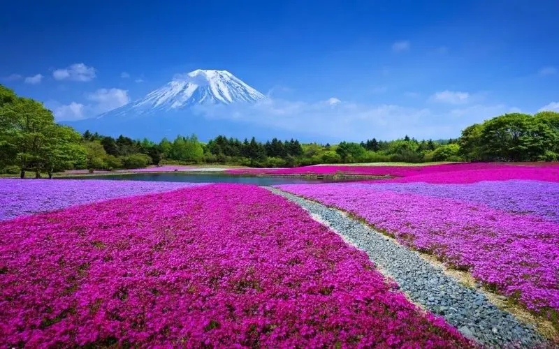 Immersed in the beauty of beautiful and poetic flowers.