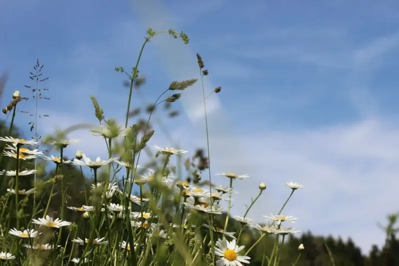 Beautiful flower scenery is an ideal destination for those who seek peace.