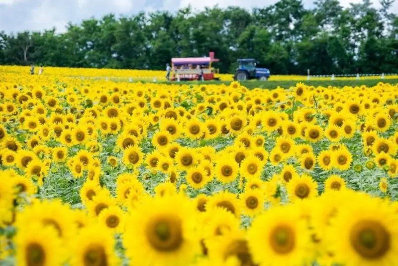 The blooming petals create beautiful landscapes like in fairy tales.