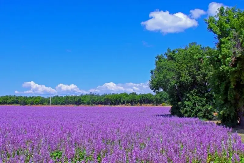 See the beautiful scenery of flowers and grass amid the pristine nature.