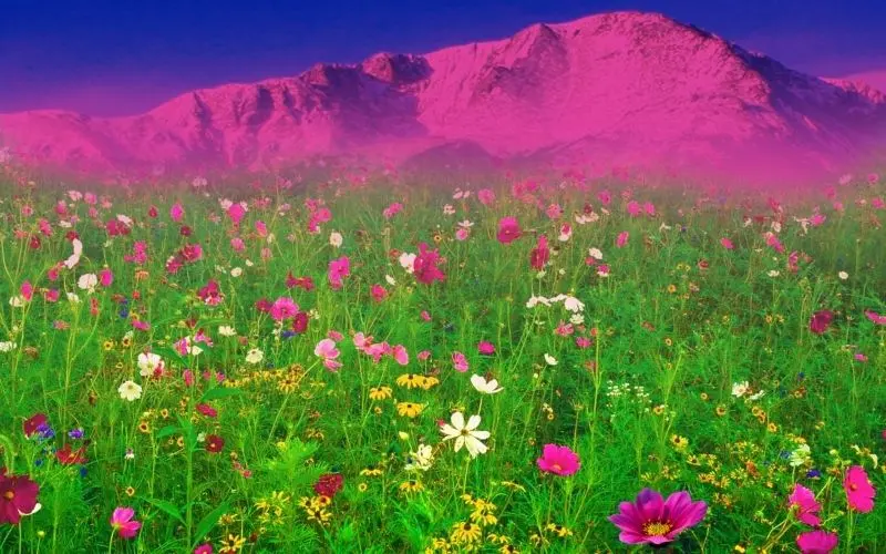 The scenery of flowers and grass is as beautiful as a quiet and poetic picture.