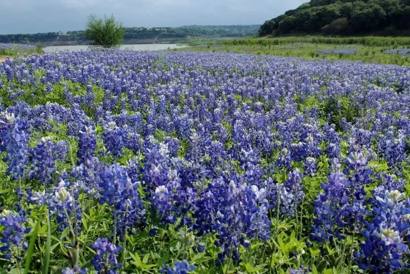 Enjoy the wonderful beauty of beautiful flowers in nature.