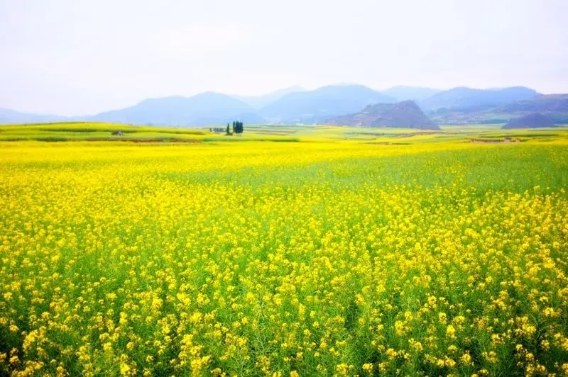 Beautiful flower scenery is the perfect combination of colors and space.